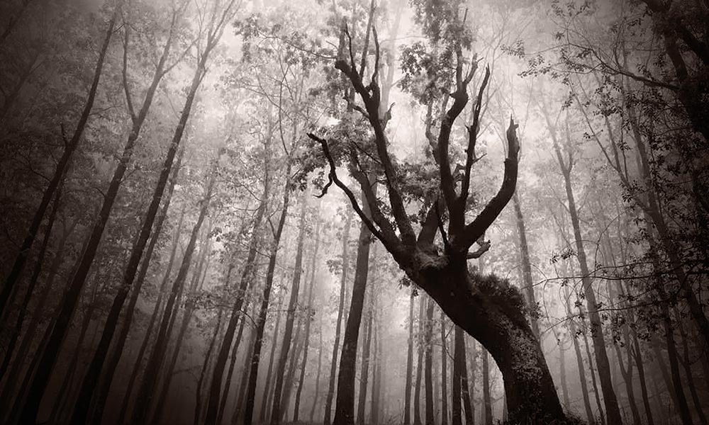 ageing-hands-tree-sepia