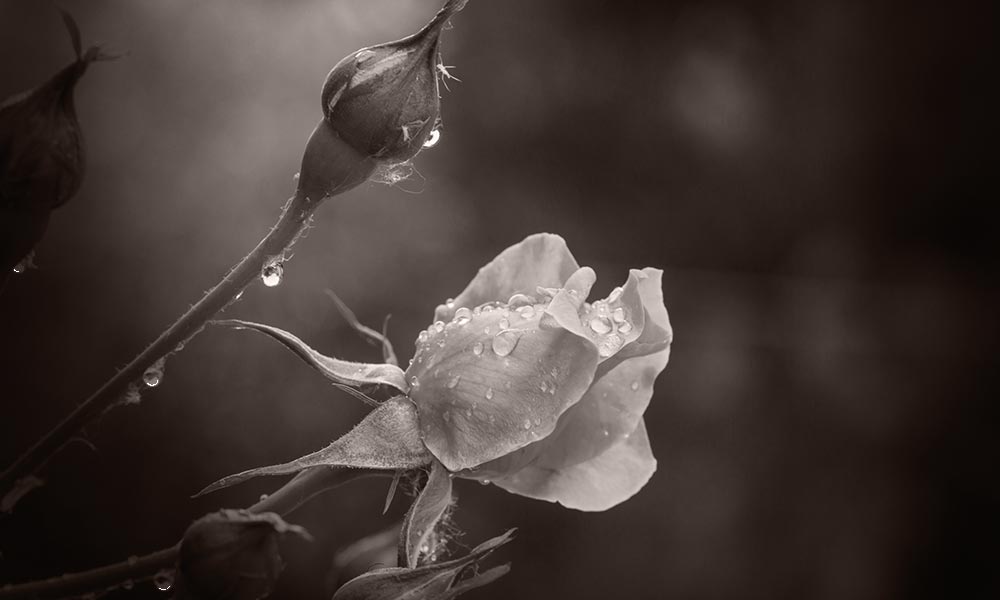 Rosacea-Rose