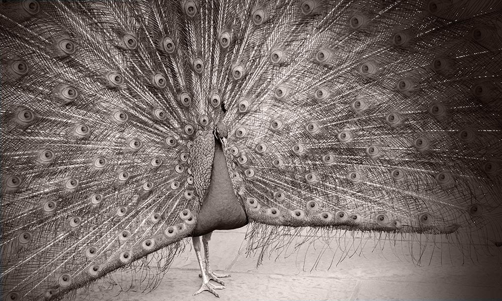 Alapcia-peacock